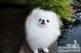 Top Quality Registered Pomeranian