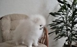 Purebred Pomeranian Puppies available