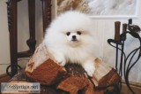 Healthy Home raised Pomeranian pups available