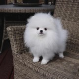 Priceless White Pomeranian Puppy For Adoption