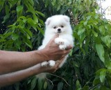 Crystal Tiny Pom Puppies