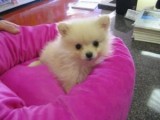 Cute Pomeranian Puppies for addoption