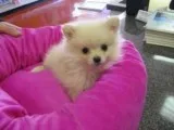 Cute Pomeranian Puppies for addoption