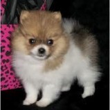 Adorable Pedigree Pomeranian Puppies