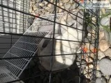 Free Bunny