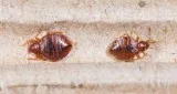 Bed Bugs Extermination in Mississauga
