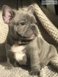 French bulldog puppies