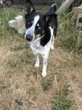 Free young dog