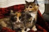 Calico Kittens