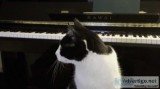 Don t miss this online Piano lesson in LA