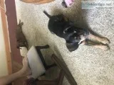 Free to good home