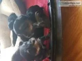 Yorkie puppies