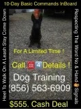 Dogs  training commands