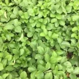 Strawberry Plants