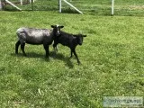 Boarding for 5 sheep near Arena WI