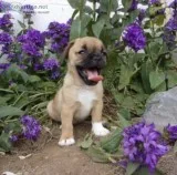 Jug Puppies for sale