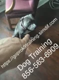 All dogs trained under verbal praise