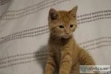 Kitten