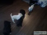Shih tzu chouhaha mix