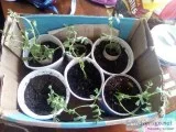 FREE CHICKPEAS