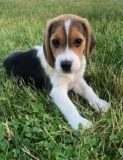 Puppy for Sale