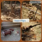 Hereford Piglets
