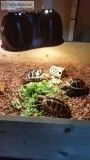 Hermann s Tortoise s x3