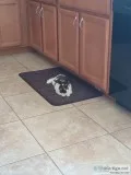 Re-homing bunny