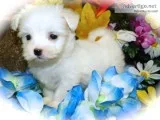 Havanese puppy nonshedding/allergy free