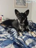 Dog for sale
