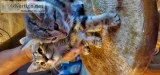 Free Tabby grey kittens