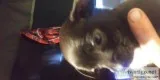 Chiweenie six weeks old