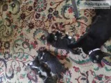 Kittens for Sale