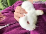 Rabbits Dimesticated Mixed - Cute