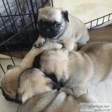 pug puppies