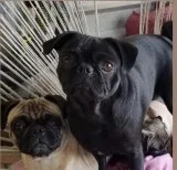 Fawn and black Pug puppies