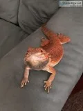 Red Sub-Adult Male Bearded Dragon w Terrarium