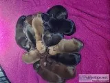 Pit mastiff Pyrenees puppies