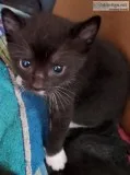 Kittens 7 wks old