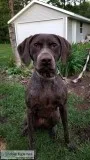 GSP