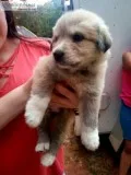 Puppies