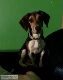 Beagle Basset Mix