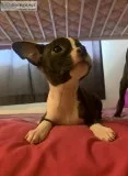 Boston terrier puppies