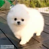 Adorable Princess Ice White Pomeranian Available