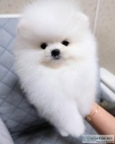 Breath Taking Pomeranian Puppy