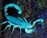 Blue scorpion peptide