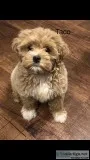 Maltipoo puppy for sale