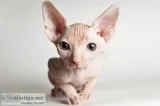 Sphynx kittens