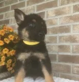 AKC German Shepherd Dog Puppies.