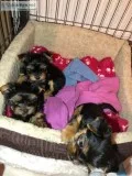 Female yorkie pups puppies (for sale)